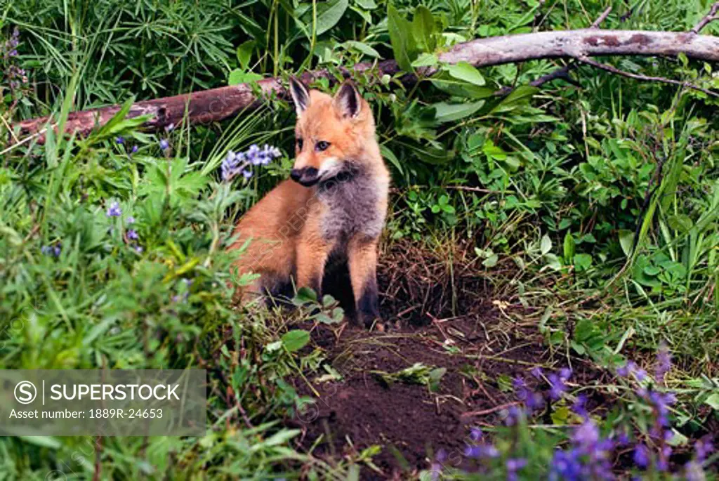 Baby fox at den site