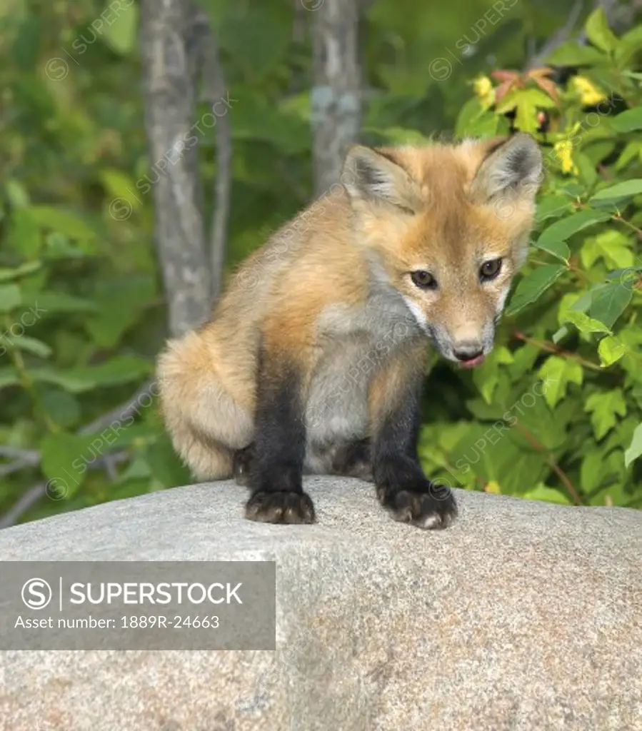 Red fox cub on rock