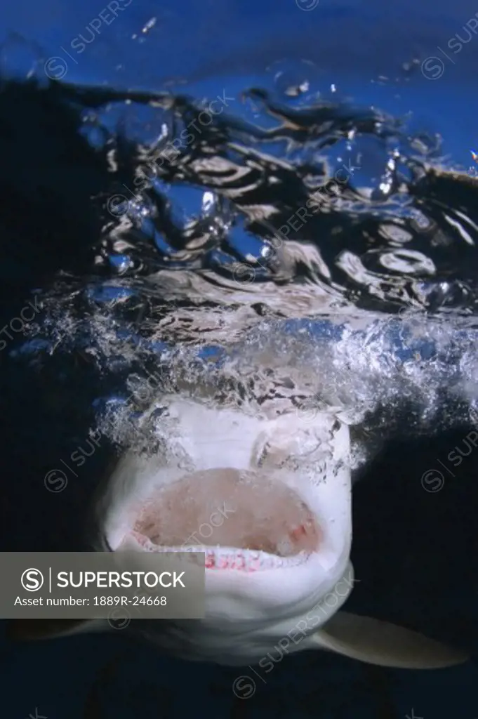 Shark jaws and teeth