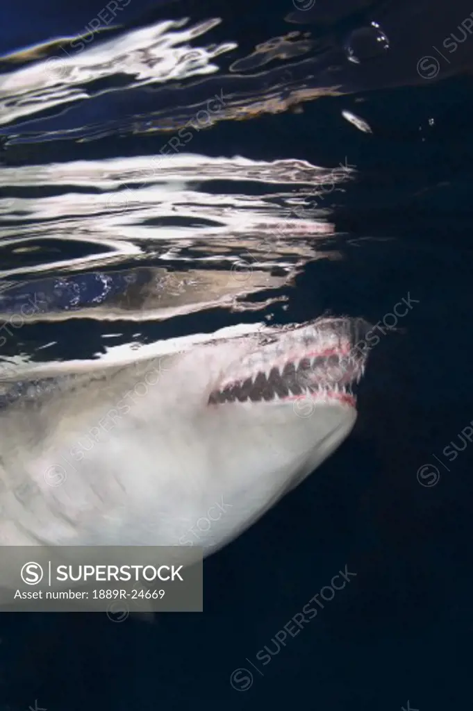 Shark Jaws and Teeth