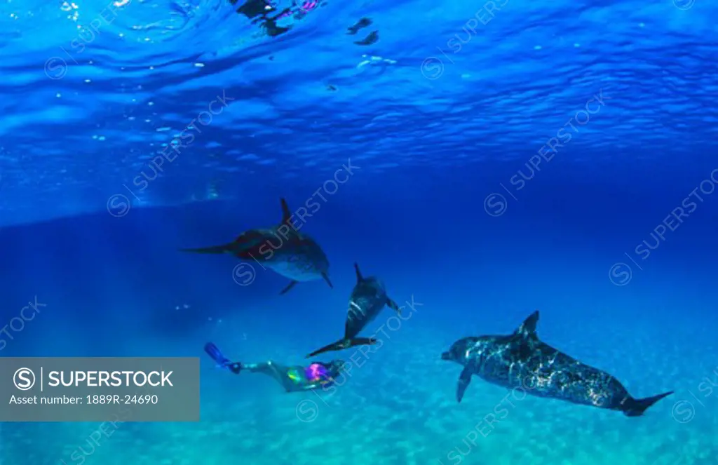 Woman snorkeling with Atlantic Spotted Dolphins