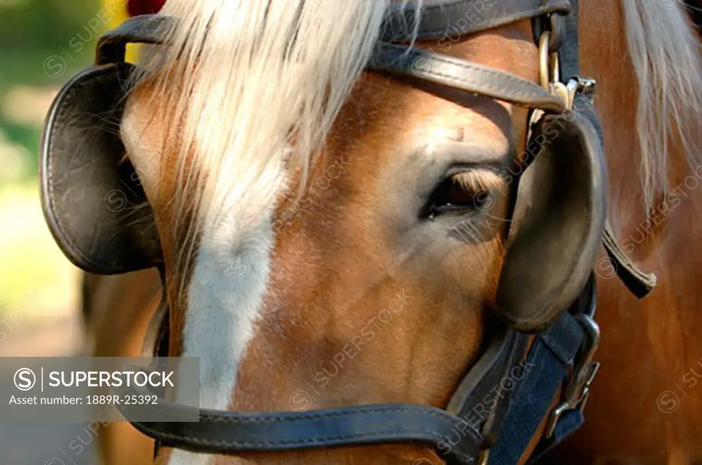 Horse with blinders