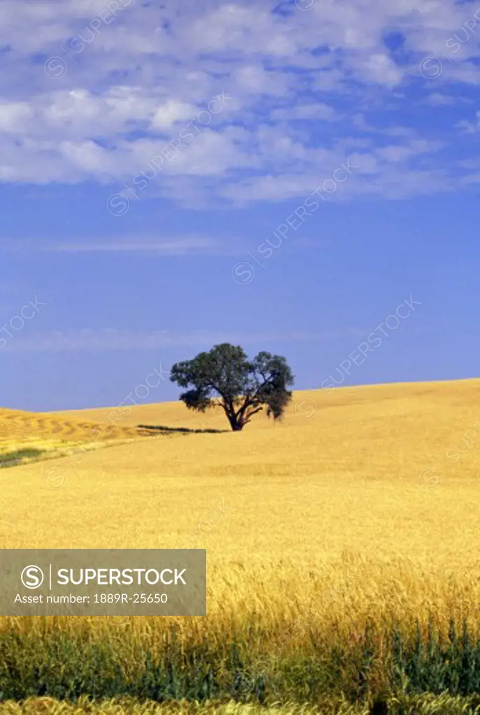 Oak tree in wheat field