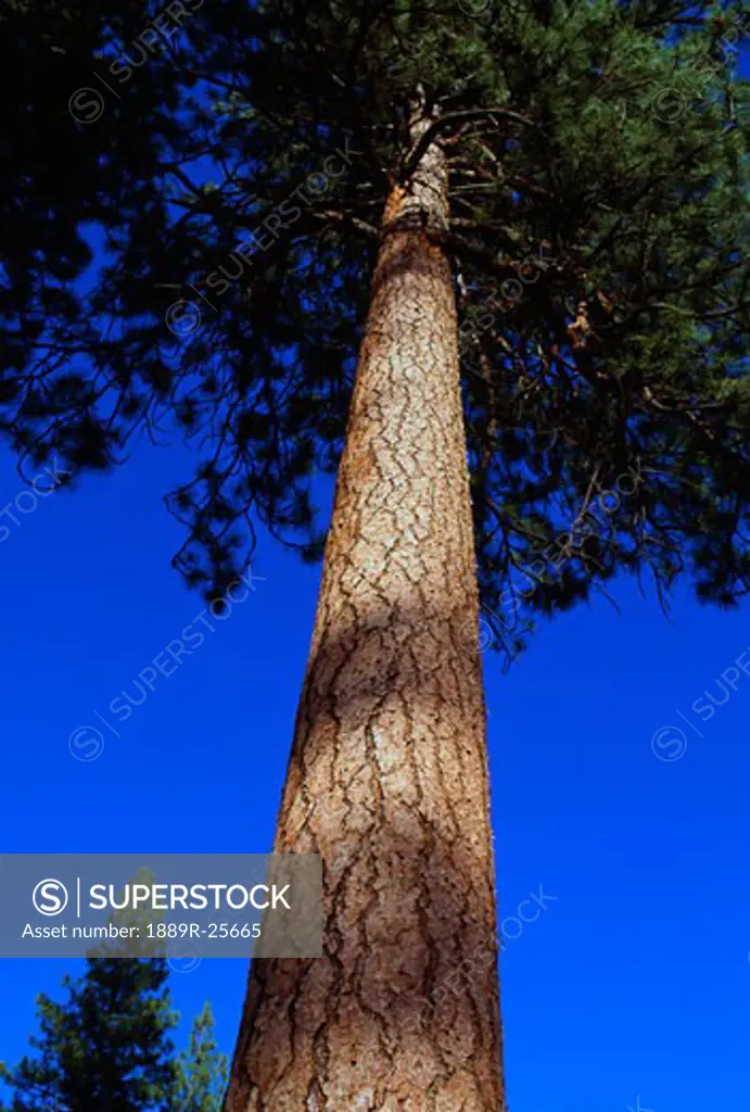 Low-angle view of a ponderosa pine tree