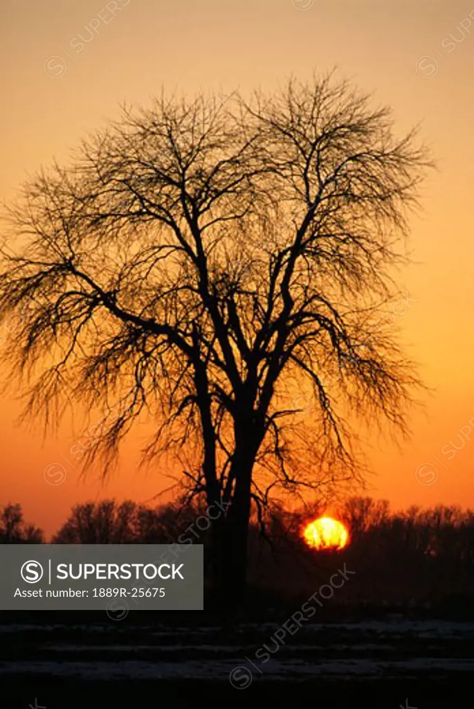 Sun setting behind leafless oak tree