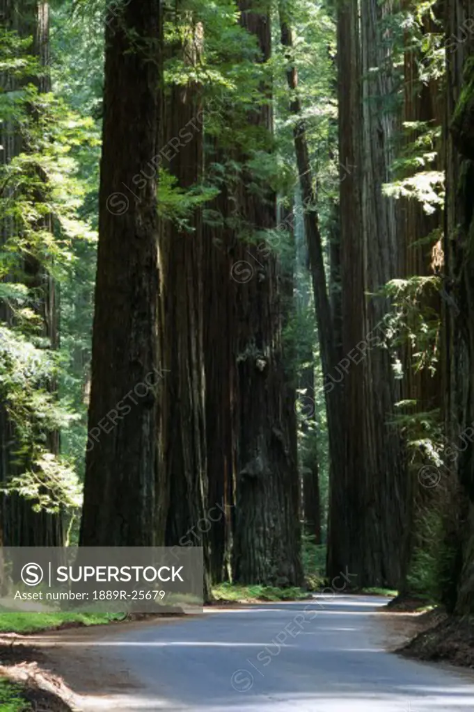 Redwood trees along a paved road, Redwood National Park, California, USA  