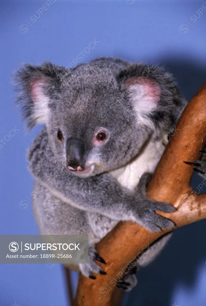 Koala bear on tree branch