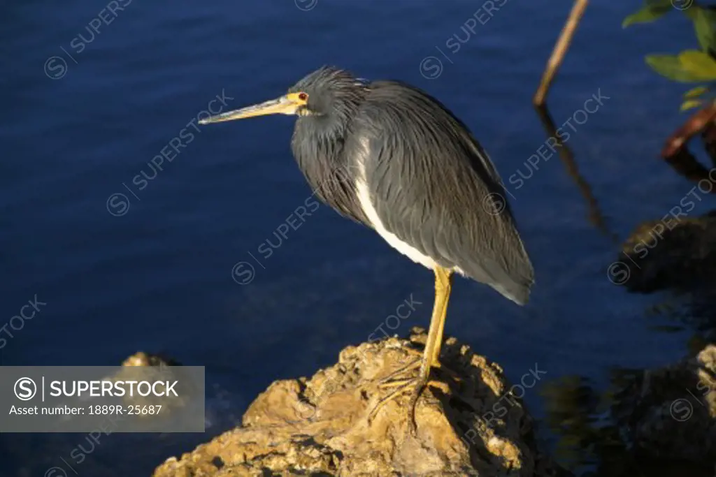 Tricolored heron on rock