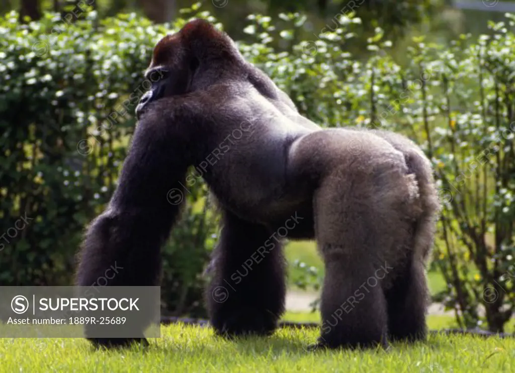 Lowland gorilla on all fours