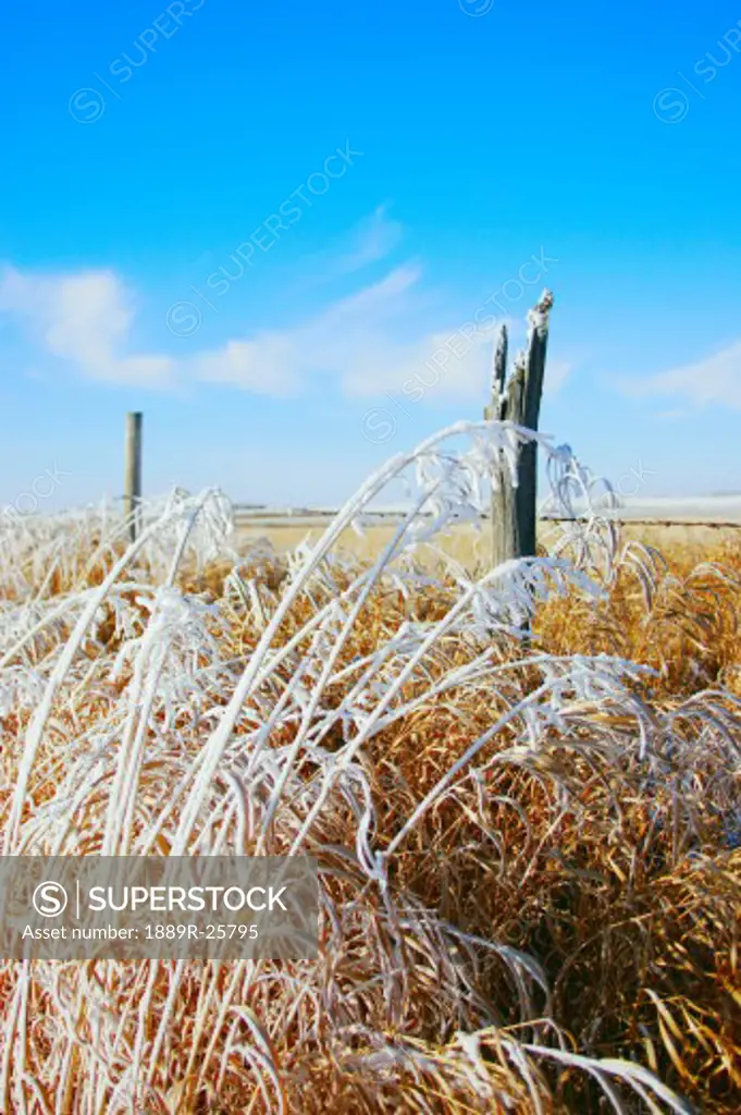 Fence line in the winter