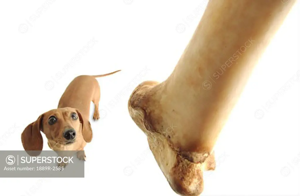 Small dog with large bone