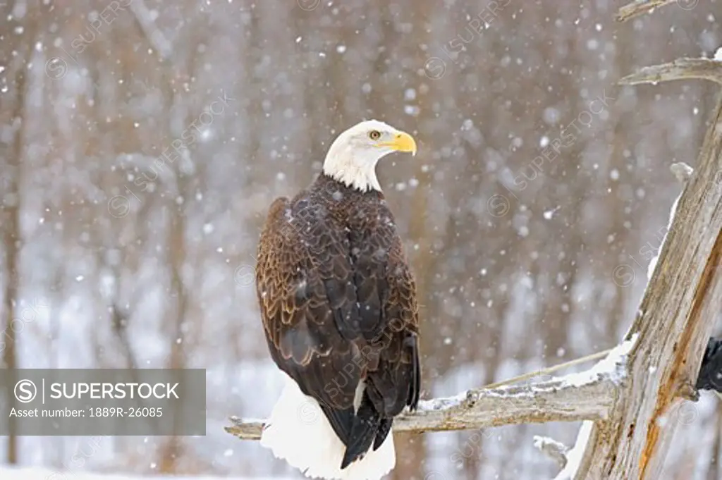 Bald eagle in snowfall