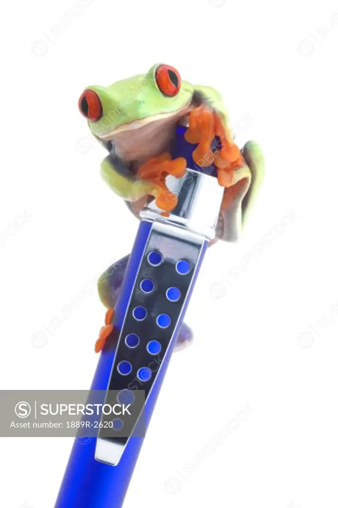 Green frog perched on pen