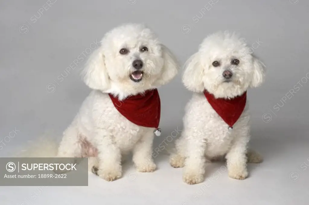 Pair of pedigree dogs
