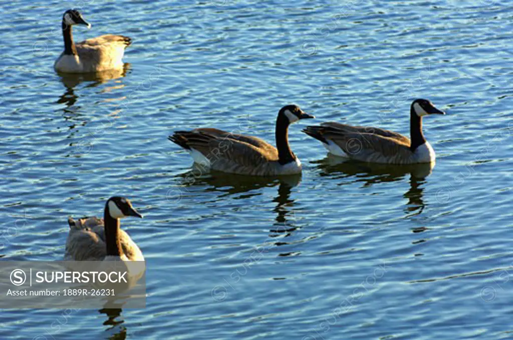 Canada geese on water