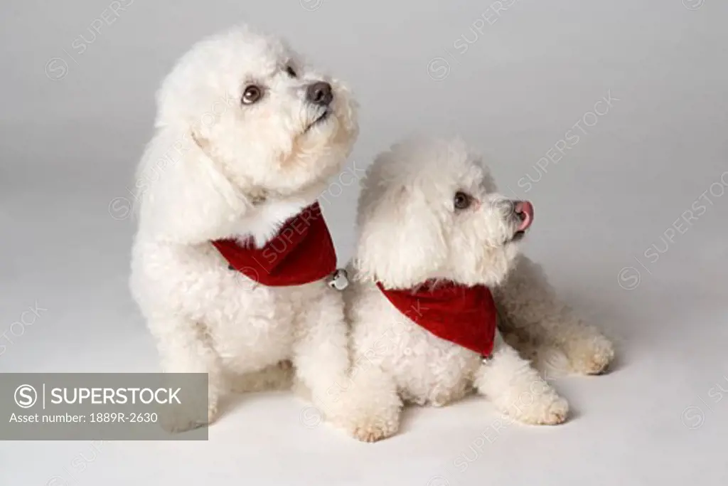 Pair of pedigree dogs