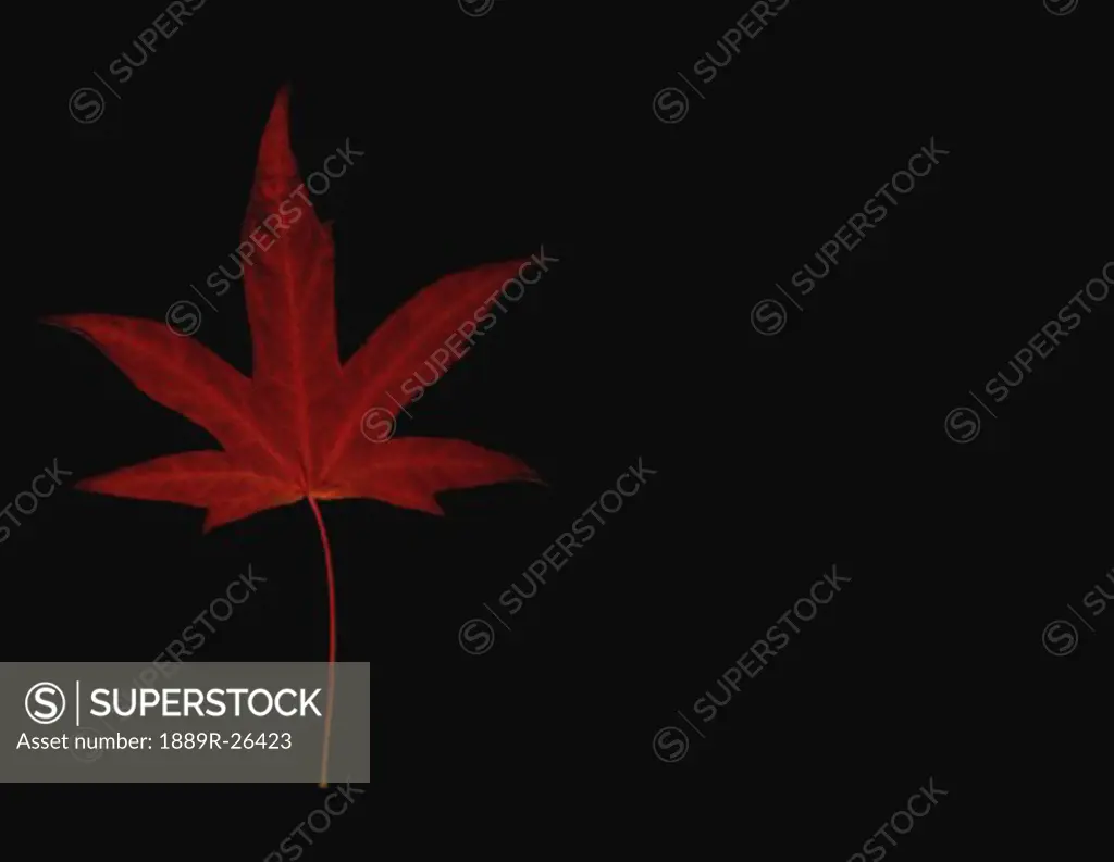 Red maple leaf on black background