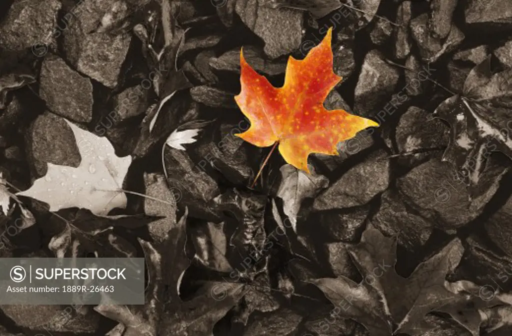 Coloured maple leaf on black and white background