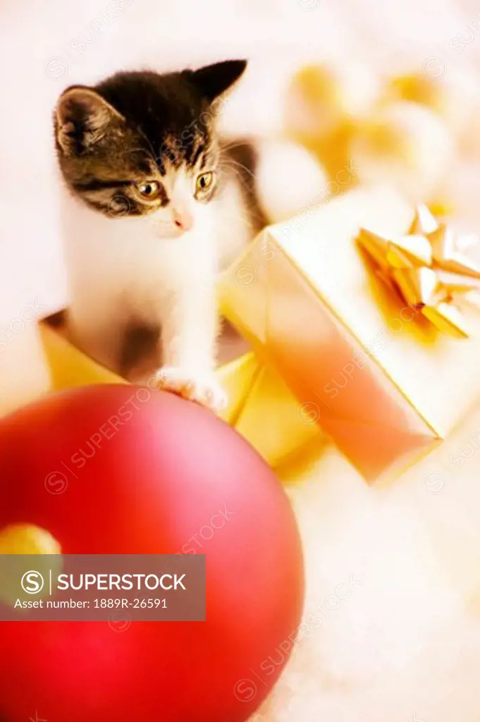 Kitten playing in Christmas present