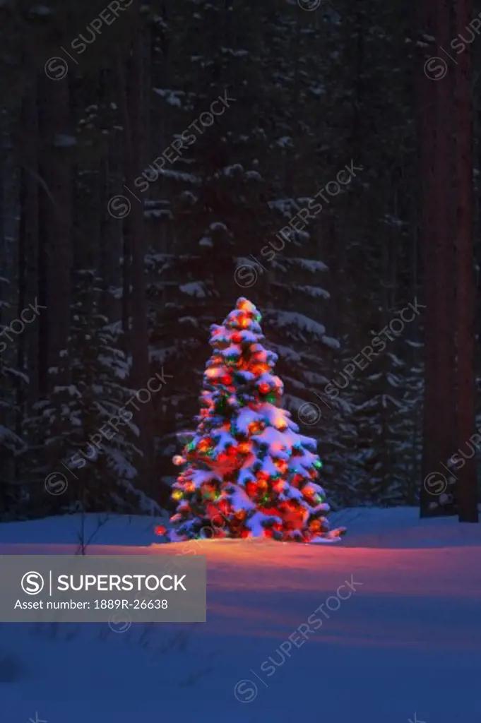 Christmas tree in a forest