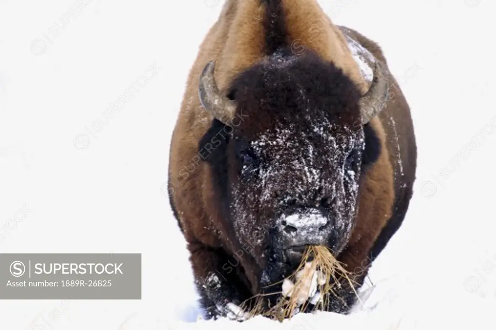 Bison in winter