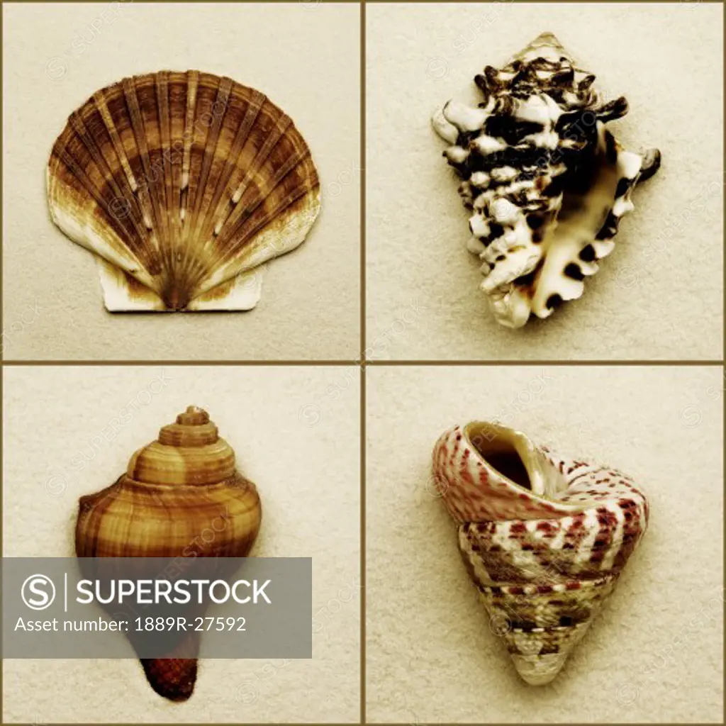 Seashell composite