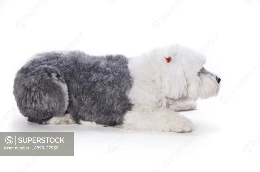 Old English Sheepdog on white background