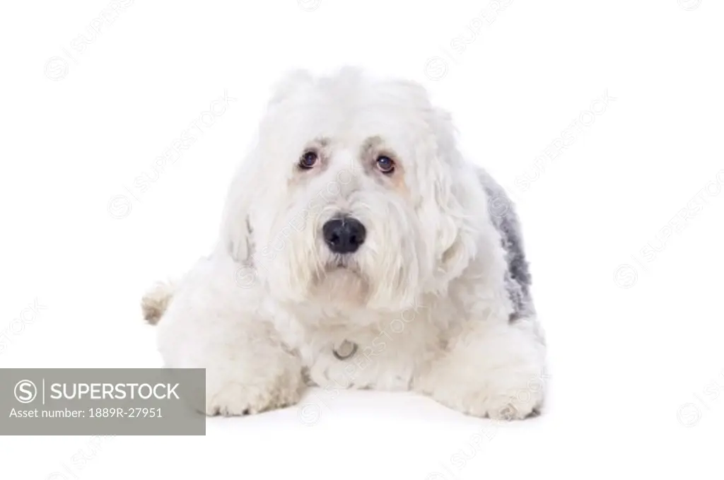 Old English Sheepdog on white background