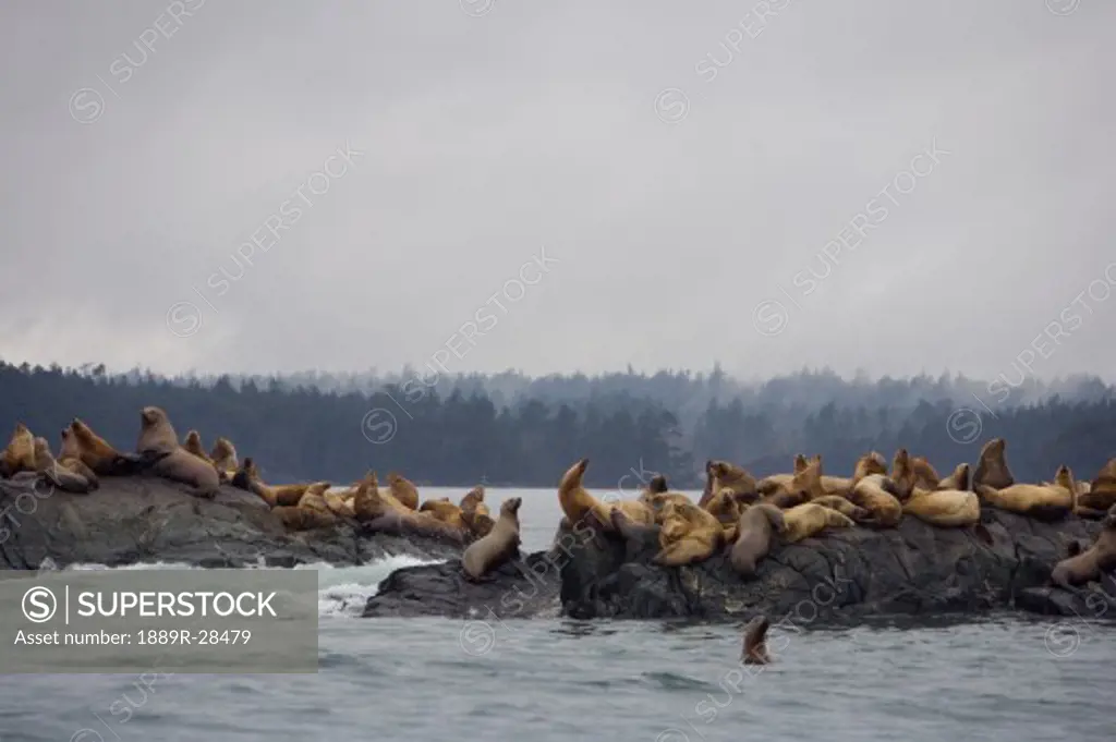 Sea lions resting on a rocky outlet