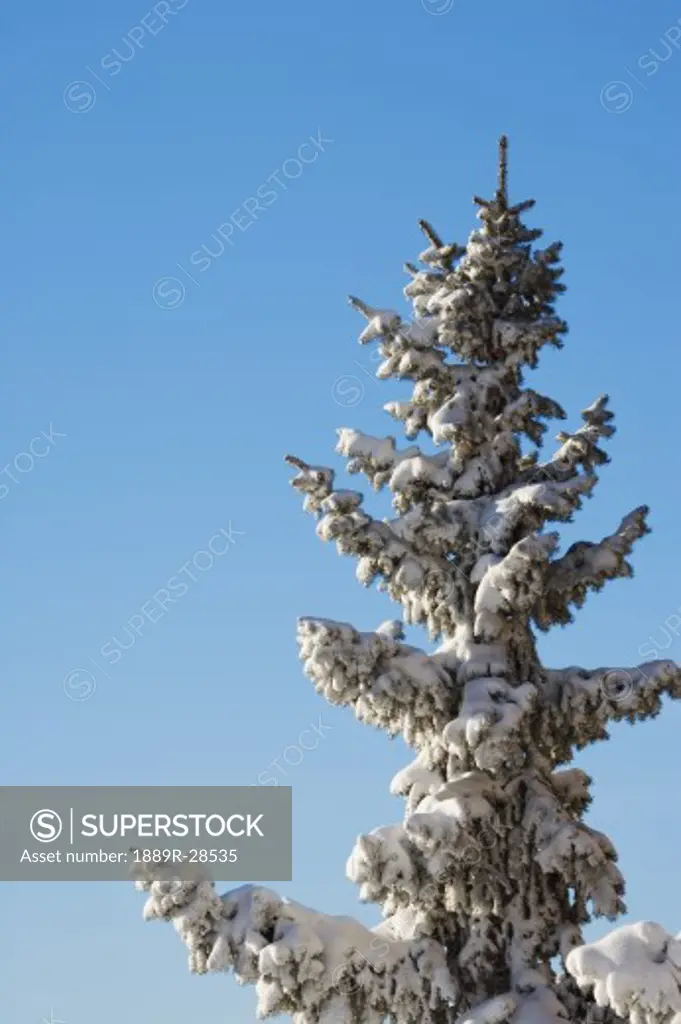 Tree with freshly fallen snow