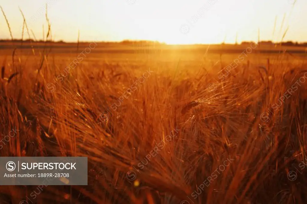 A sunset over a wheat field