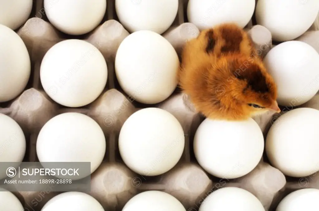 Chick in an egg carton