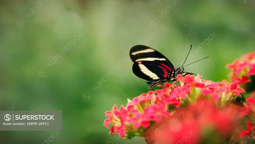 Butterfly pollinating a flower