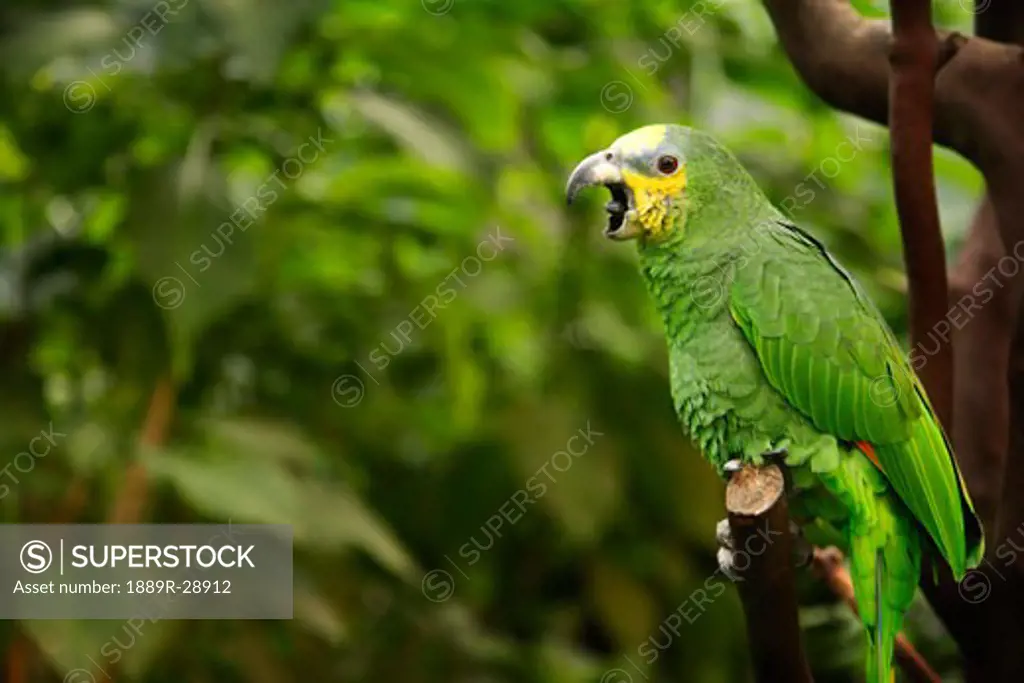 Parrot perched on a branch