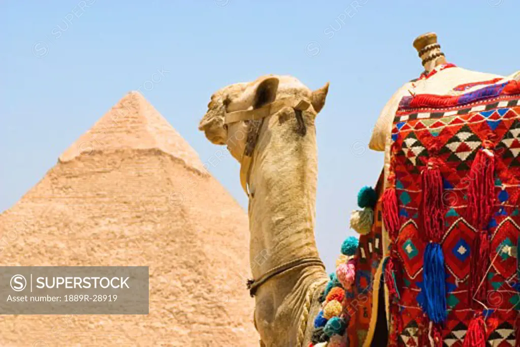 Camel in front of a pyramid in Cairo, Egypt