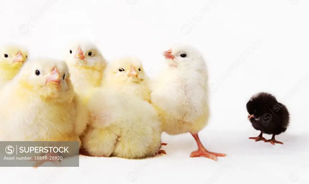 Baby chickens