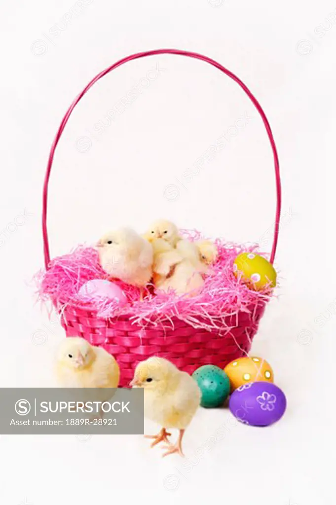Baby chickens in an Easter basket