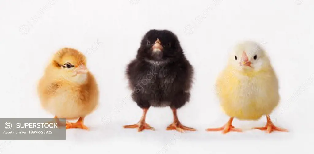 Three baby chickens
