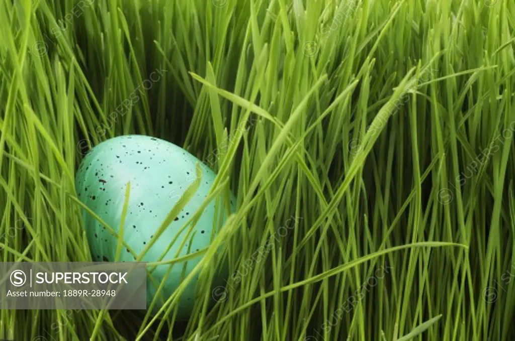 Speckled egg in the grass