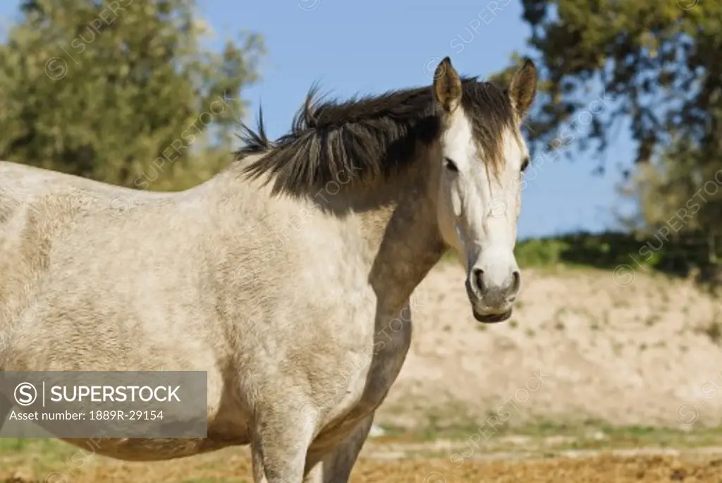 Andalusian Horse  