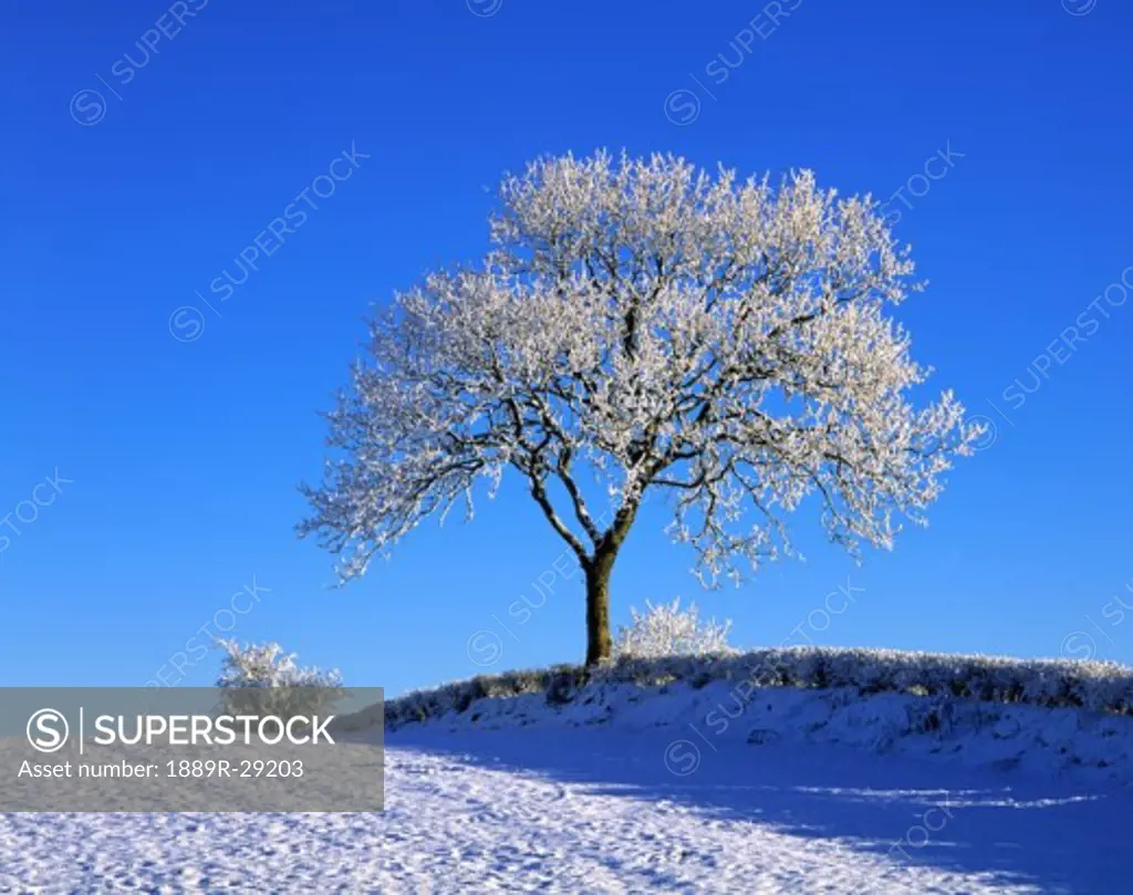 Co Down, Ireland, Tree in winter