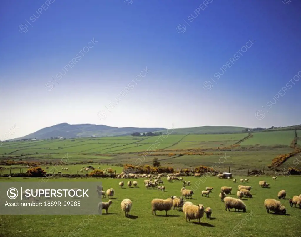 Sheep on Cooley Peninsula in County Louth, Ireland