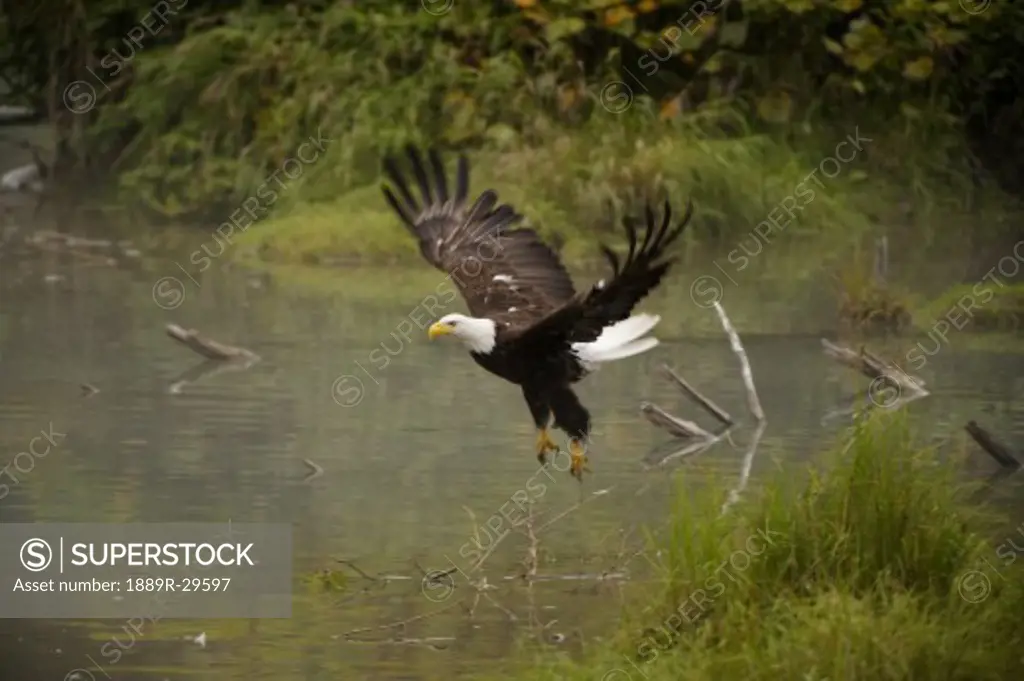 Eagle landing on water's edge