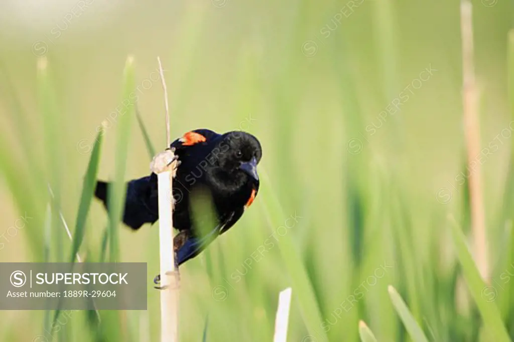 Bird perched on twig