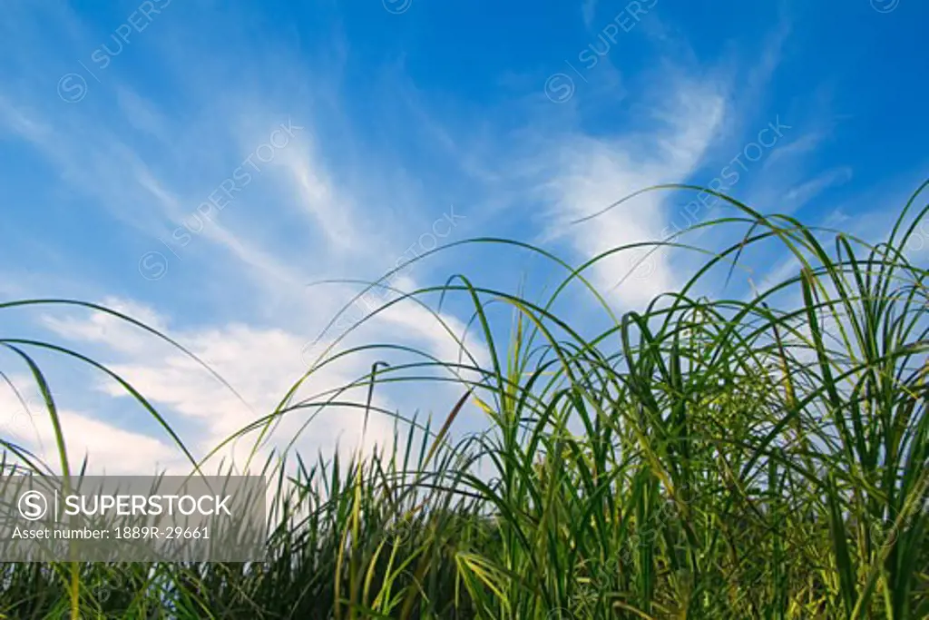 Grasses against blue sky and clouds  