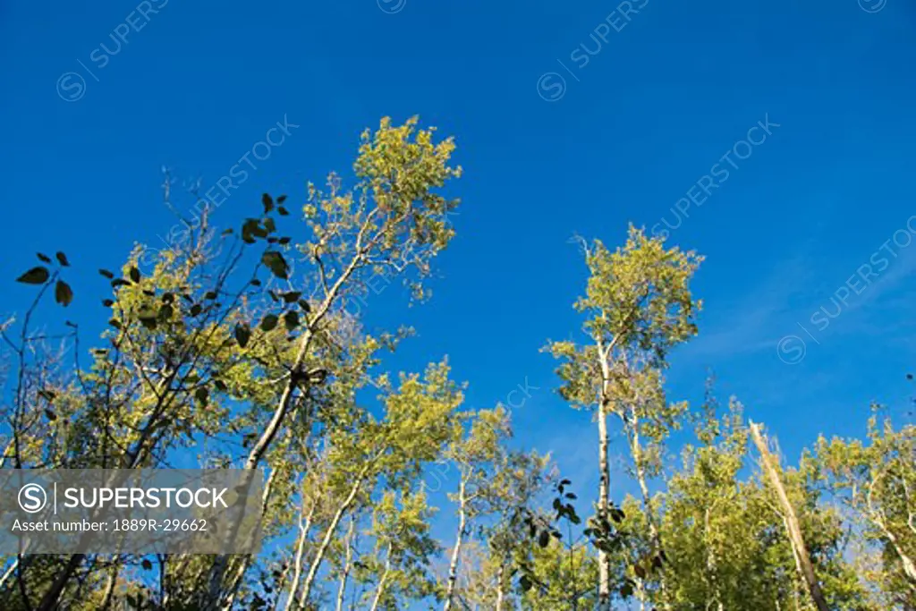 Woodland trees against blue sky  