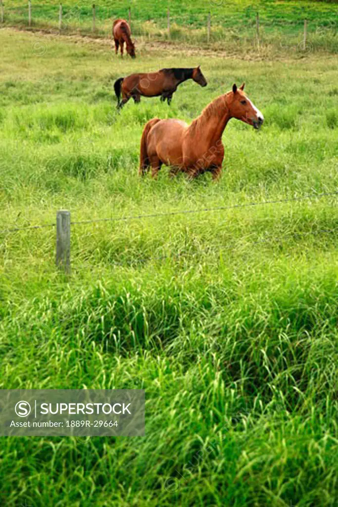 Horses in tall grass  