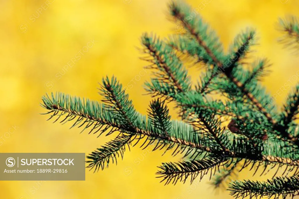 A close up of a spruce tree with yellow background