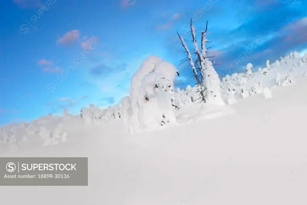 Snowy landscape with tree stumps covered in snow