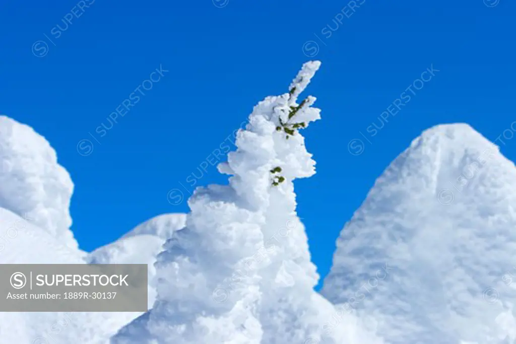 Trees completely covered in snow against blue sky